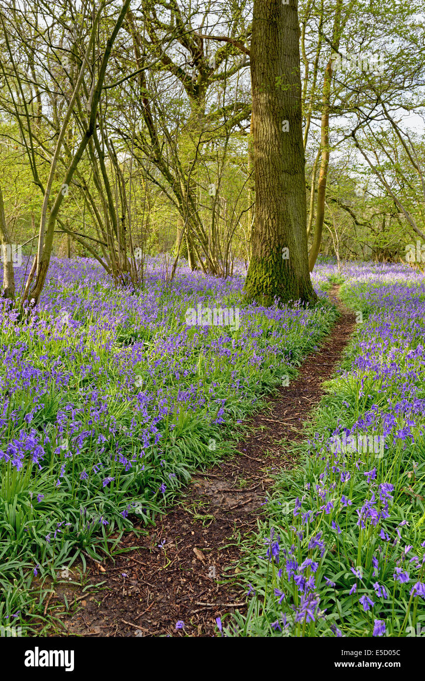 Ein Wanderweg führt durch einen Wald mit einem Teppich von Frühling Glockenblumen. Stockfoto
