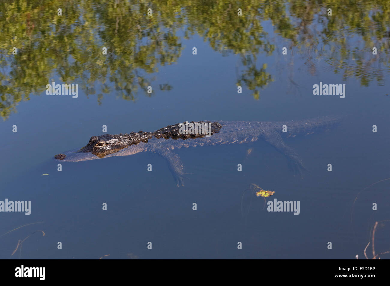 Amerikanischer Alligator (Alligator Mississippiensis) Schwimmen im klaren Wasser Stockfoto