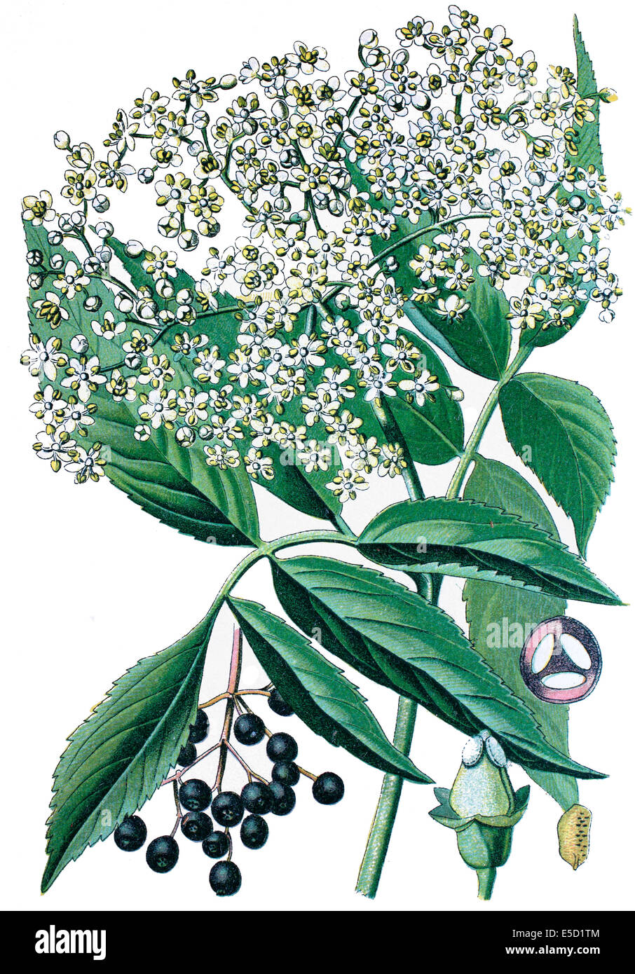 Holunder, Holunder, schwarze elder, European elder, Europäische ...