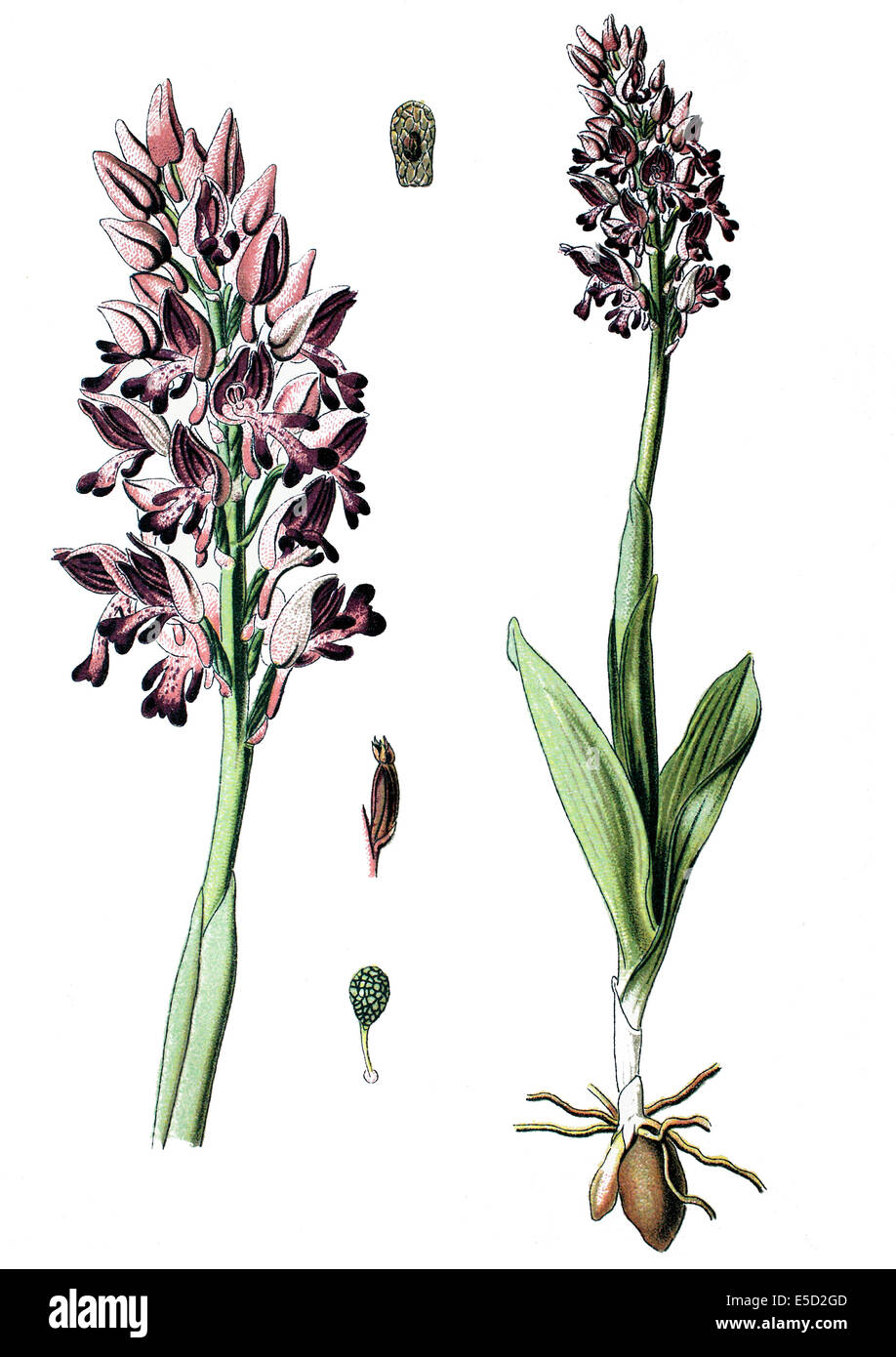 Orchis Militaris, die militärische Orchidee Stockfoto