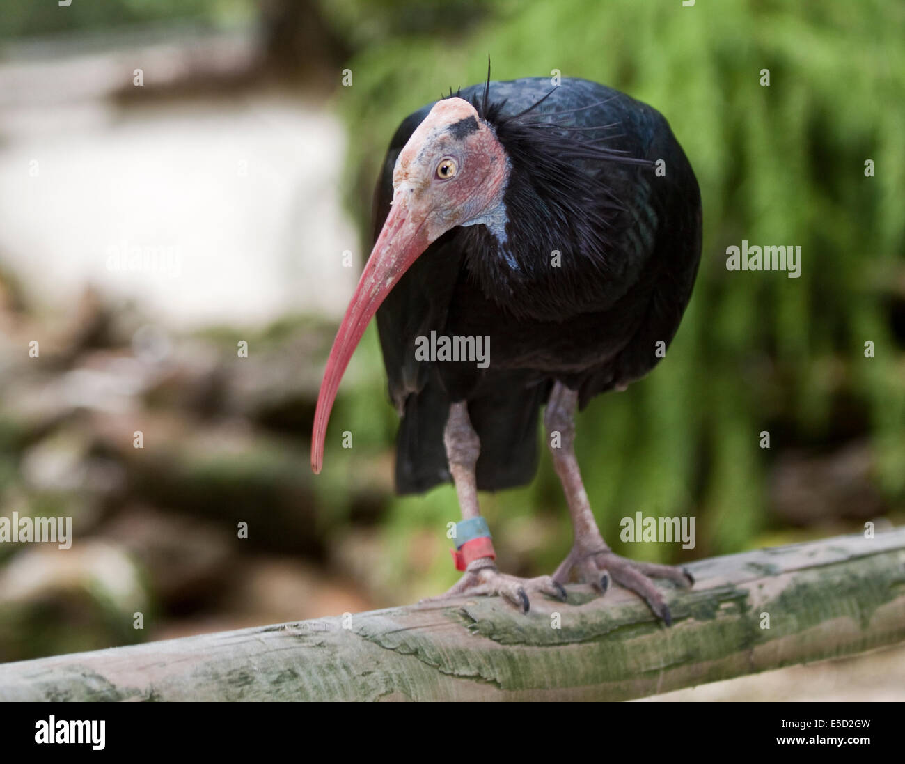 Waldrapp Ibis (Geronticus Eremita) Stockfoto