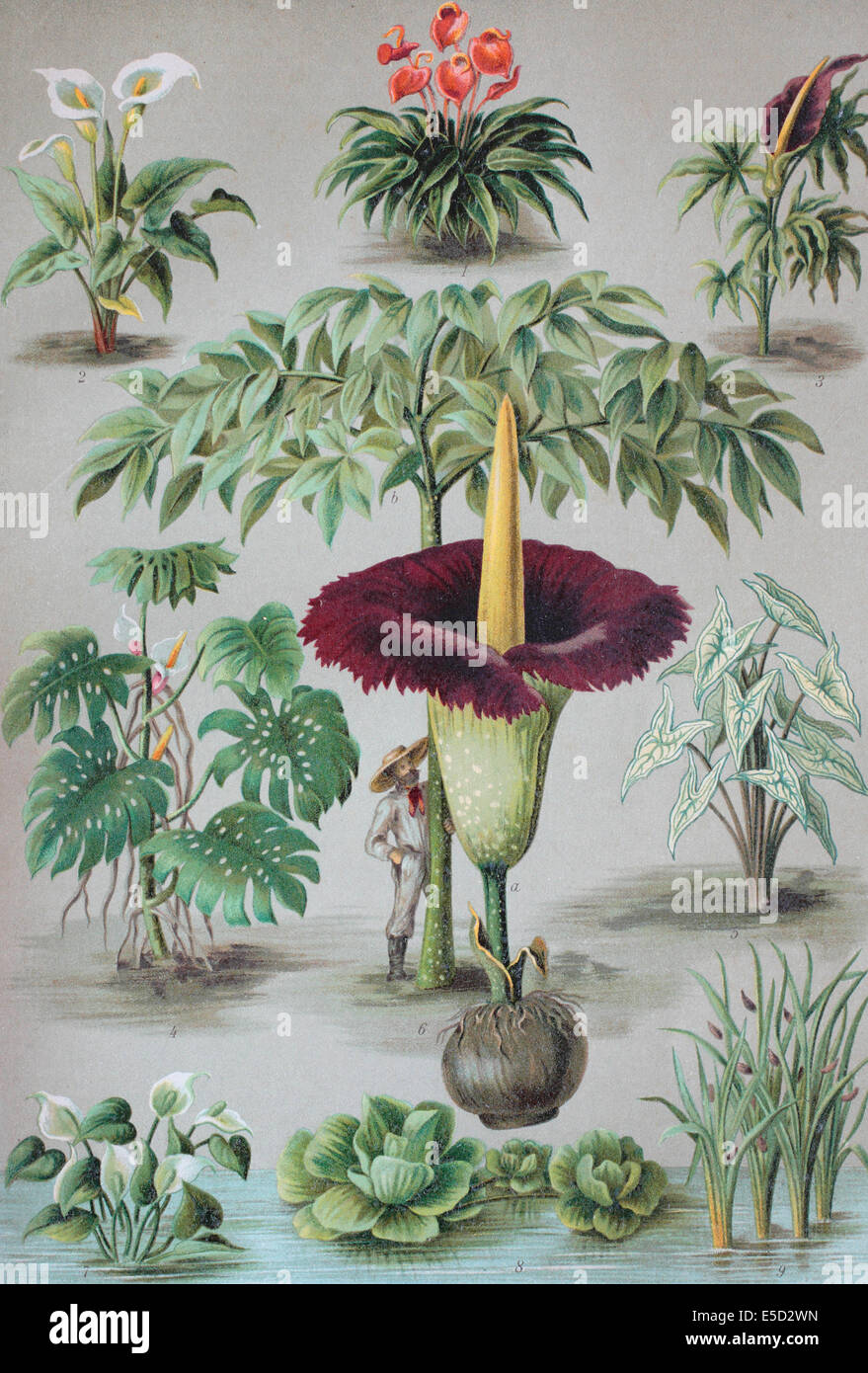 Aronstabgewächse oder Aronstabgewächse, 1. Anthurium, 2. Zantedeschia, 3. Dracunculus, 4. Monstera, 5. Caladium, 6. Amorphophallus, 7. Calla Stockfoto