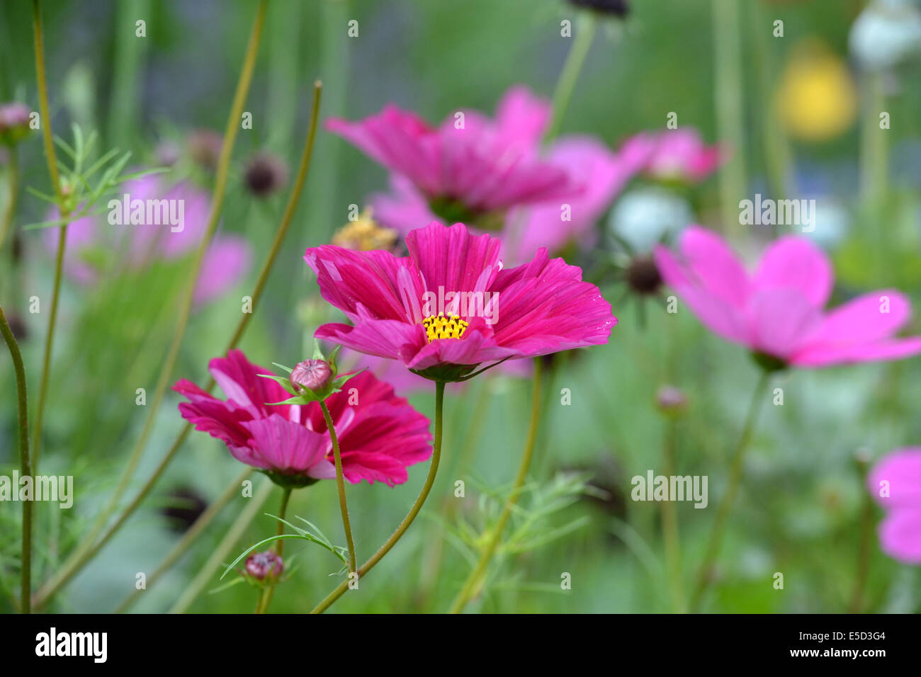 Cosmos Bipinnatus "Cranberries klicken Sie auf" in der Blume, Sommer, UK Stockfoto