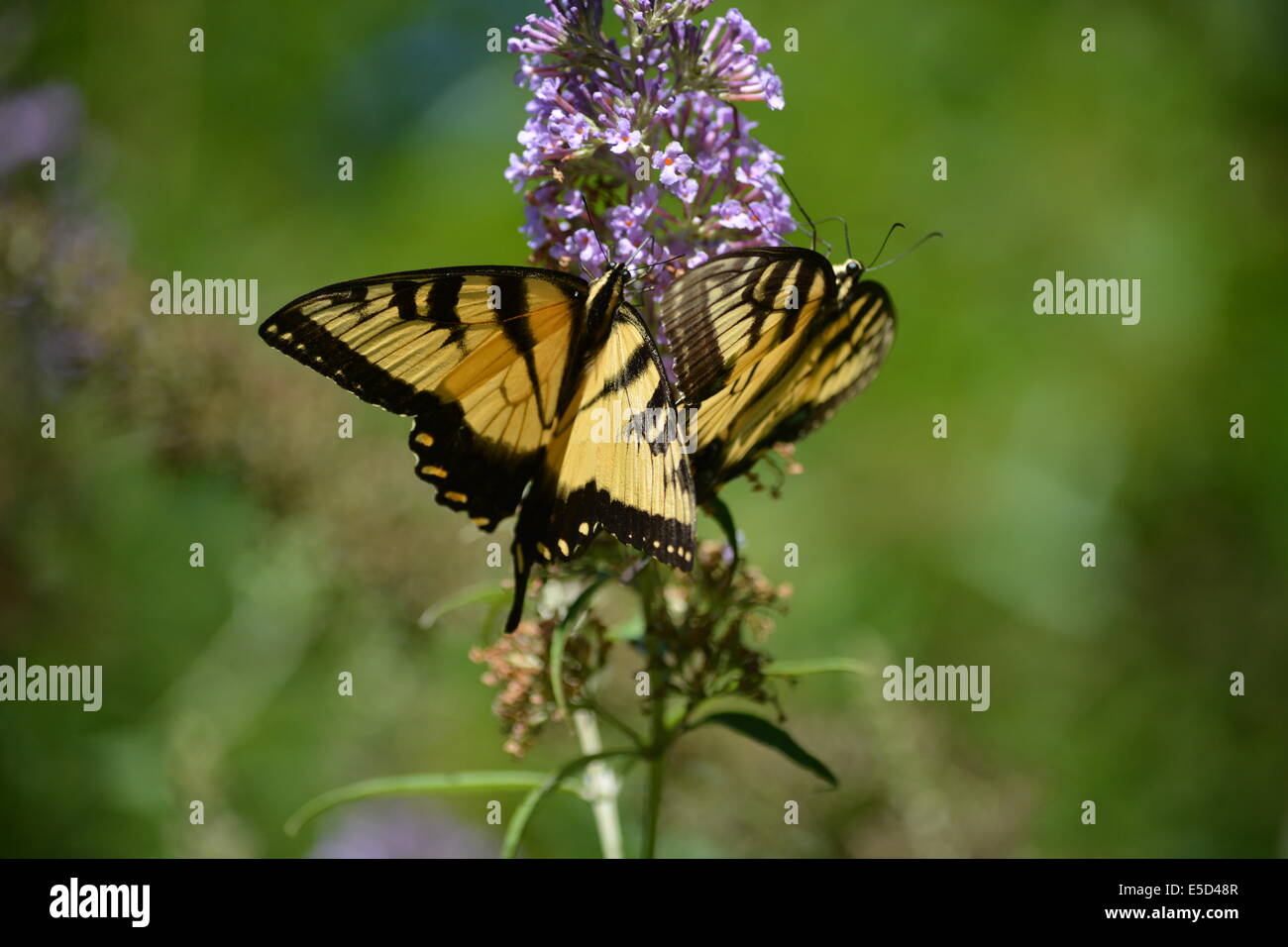 zwei gelbe Schwalbenschwanz Schmetterlinge Insekt Stockfoto