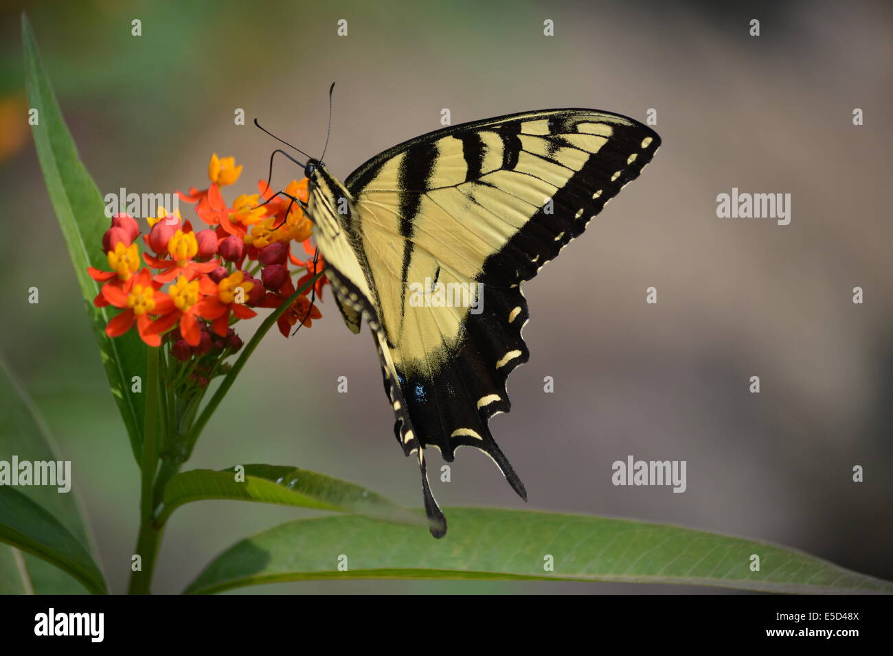 gelbe Schwalbenschwanz Schmetterling Insekt Stockfoto