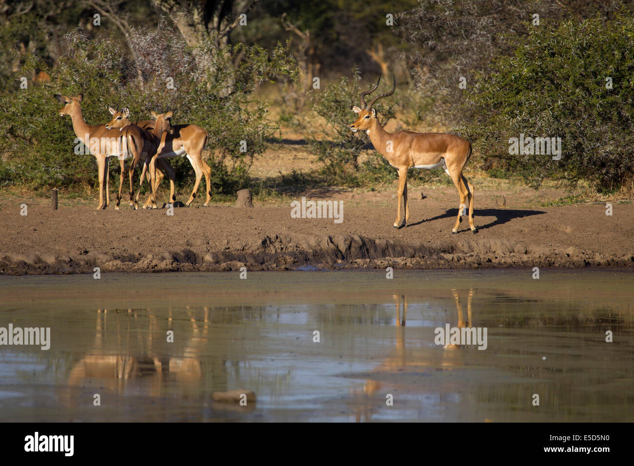 Eine Gruppe von Impala an einer Wasserstelle in Südafrika. Stockfoto
