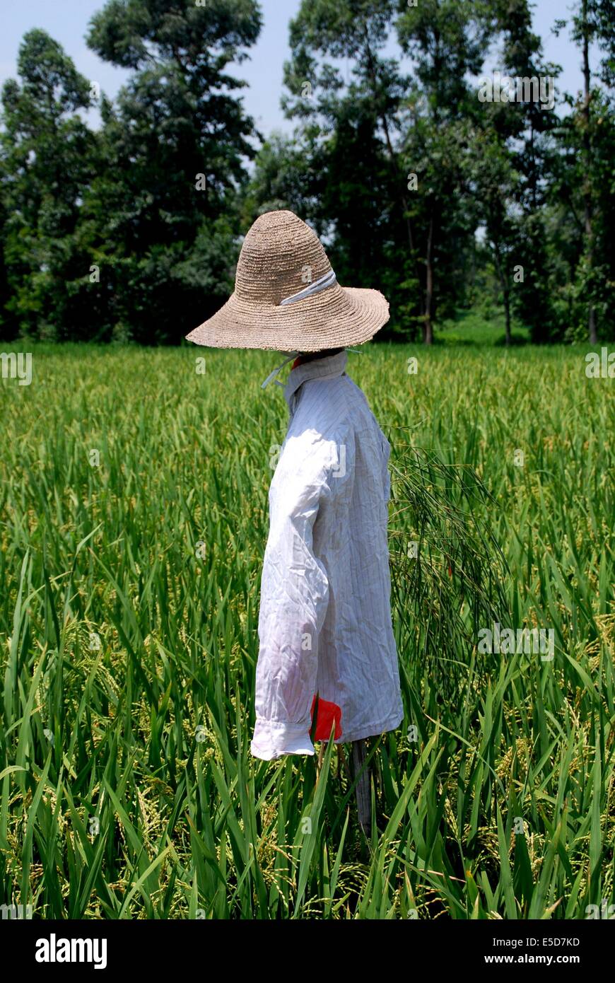 JIU-CHI-TOWN (SICHUAN), CHINA: Vogelscheuche einen Strohhut und ein Hemd  tragen steht mitten in einem Reisfeld Stockfotografie - Alamy