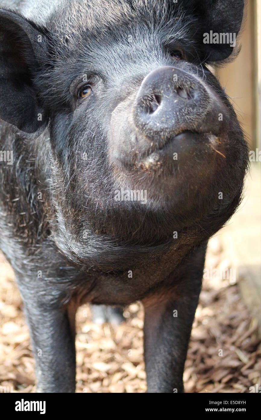 Glückliches Schwein. Hof Tierfotografie. Stockfoto