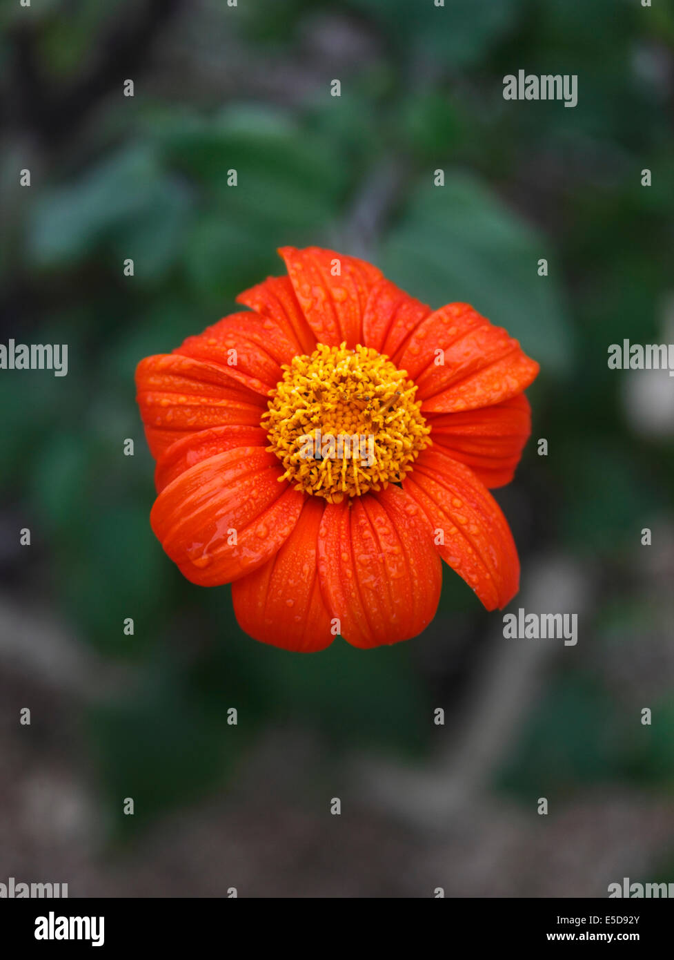 Tithonia Rptundifolia mexikanische Sonnenblume Nahaufnahme Blume Stockfoto