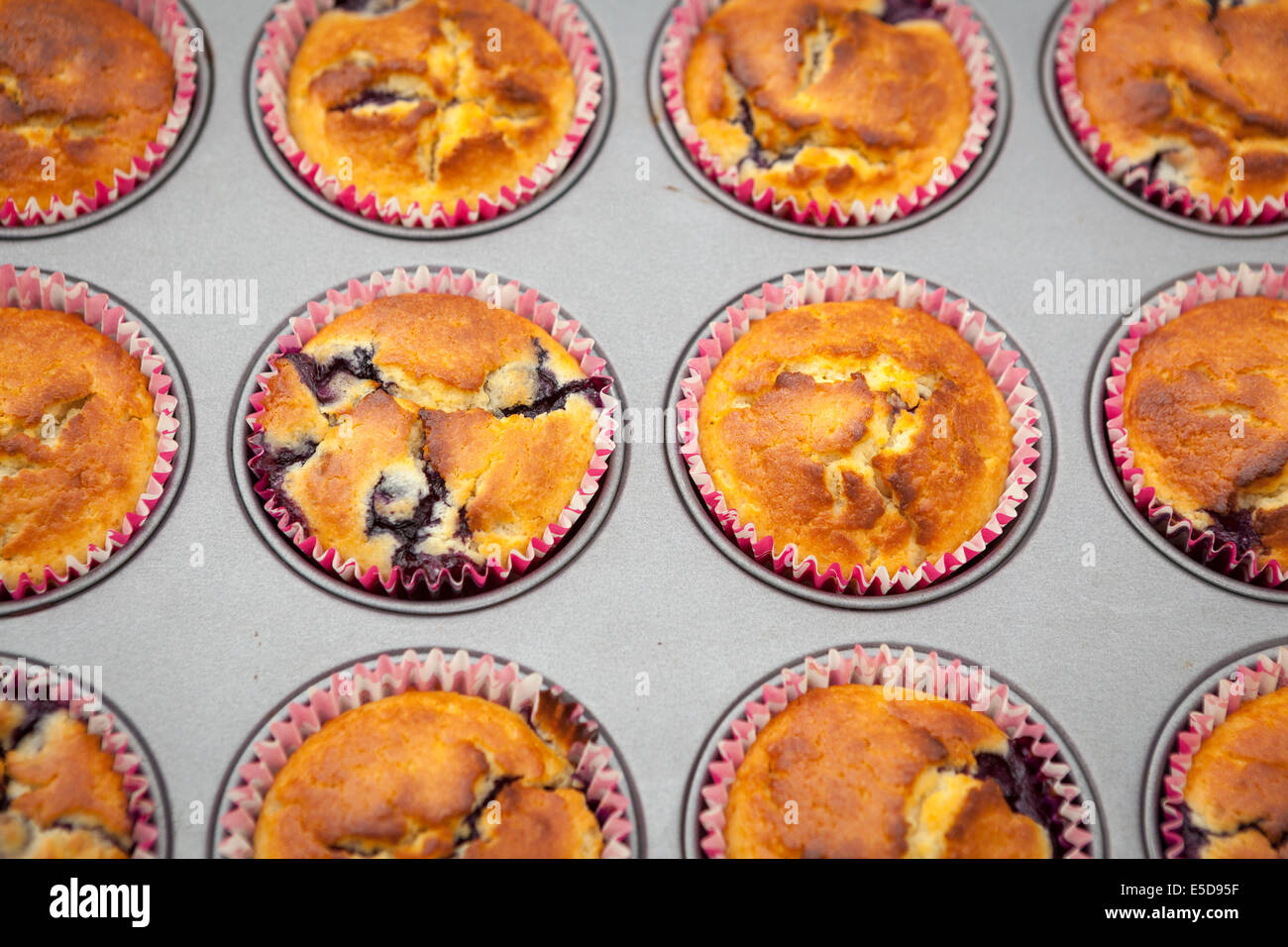 Blaubeer-Muffins im Backblech Stockfoto