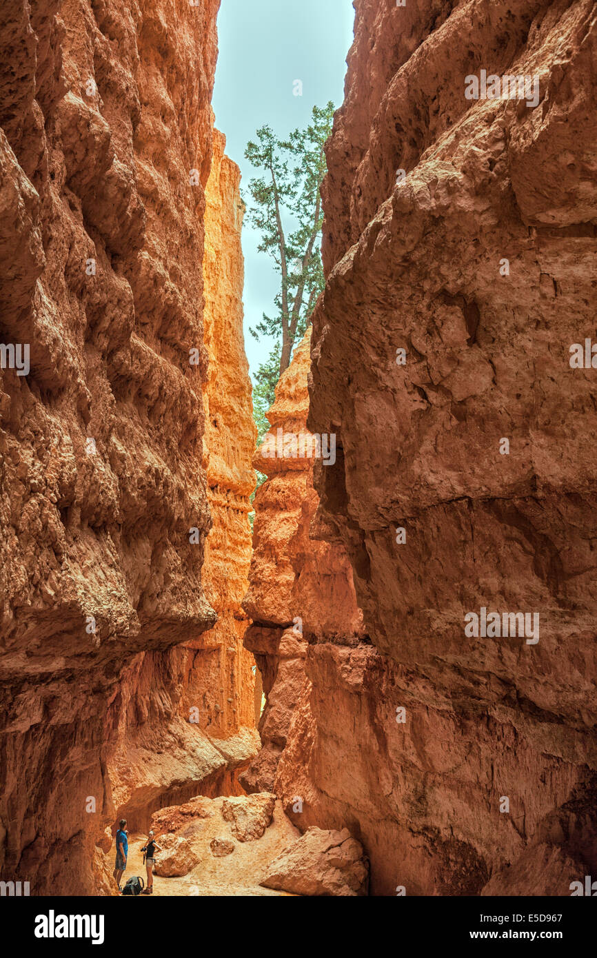 Felslandschaft mit Hoodoos, Bryce Canyon, Utah, USA Stockfoto