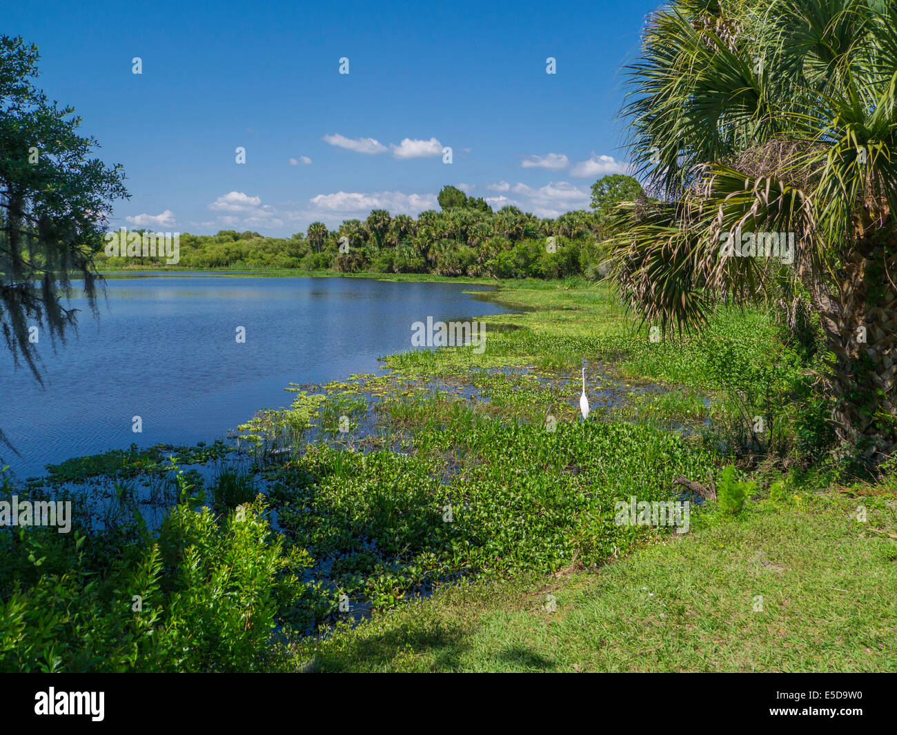 Deer Prarie Creek Preserve in Venice Florida Stockfoto