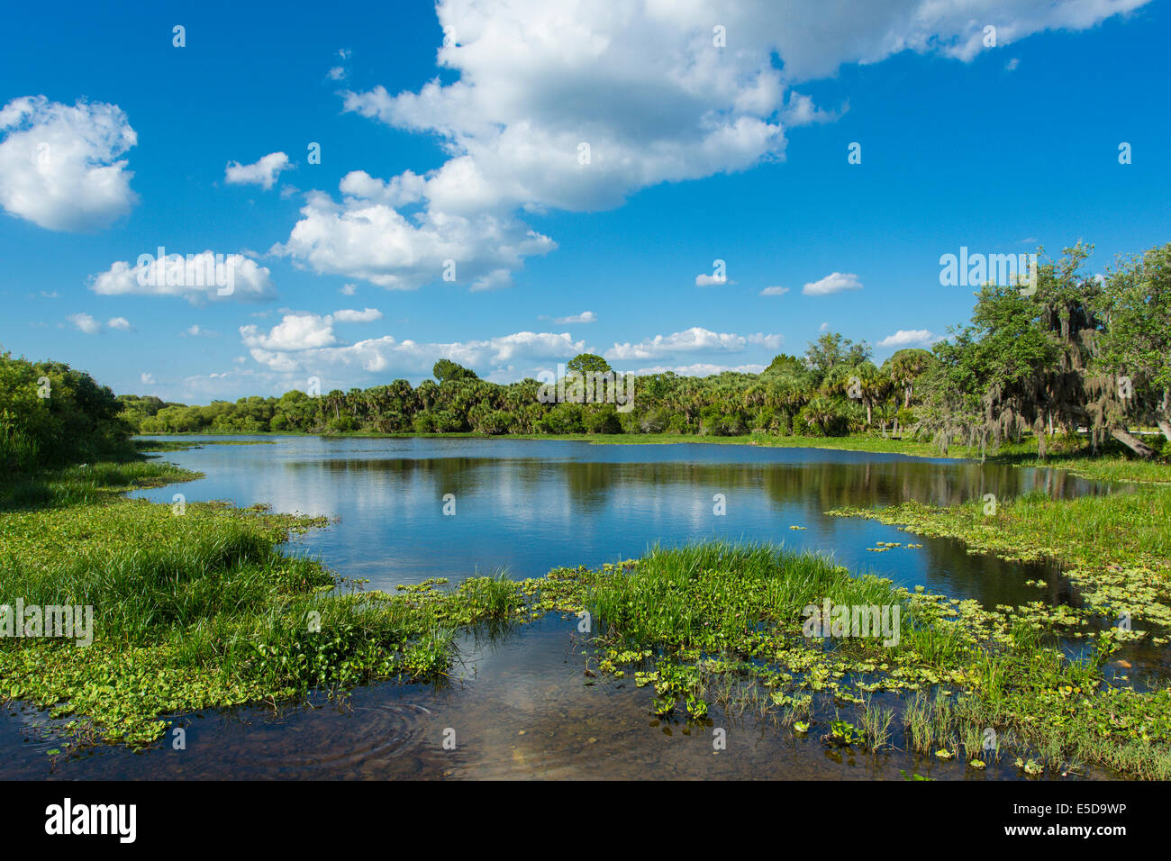 Deer Prarie Creek Preserve in Venice Florida Stockfoto