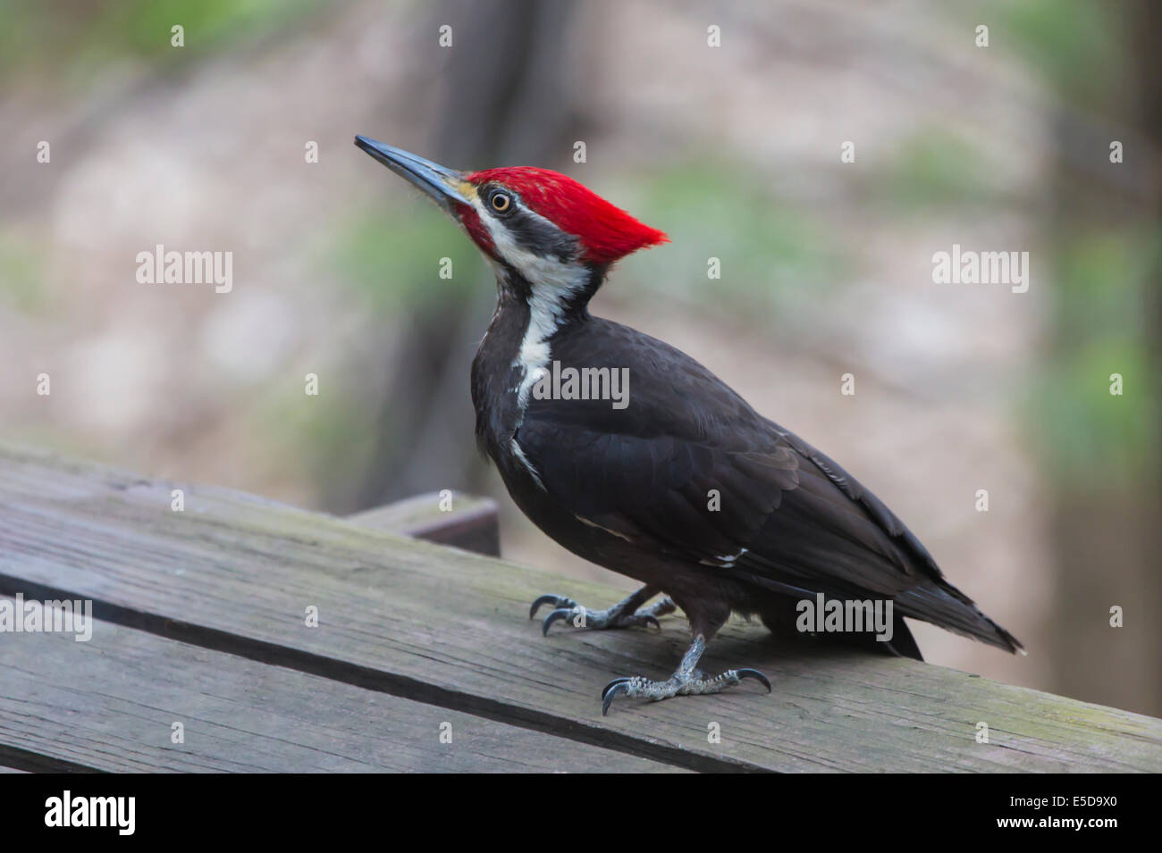 Pileated Woodpecker Stockfoto