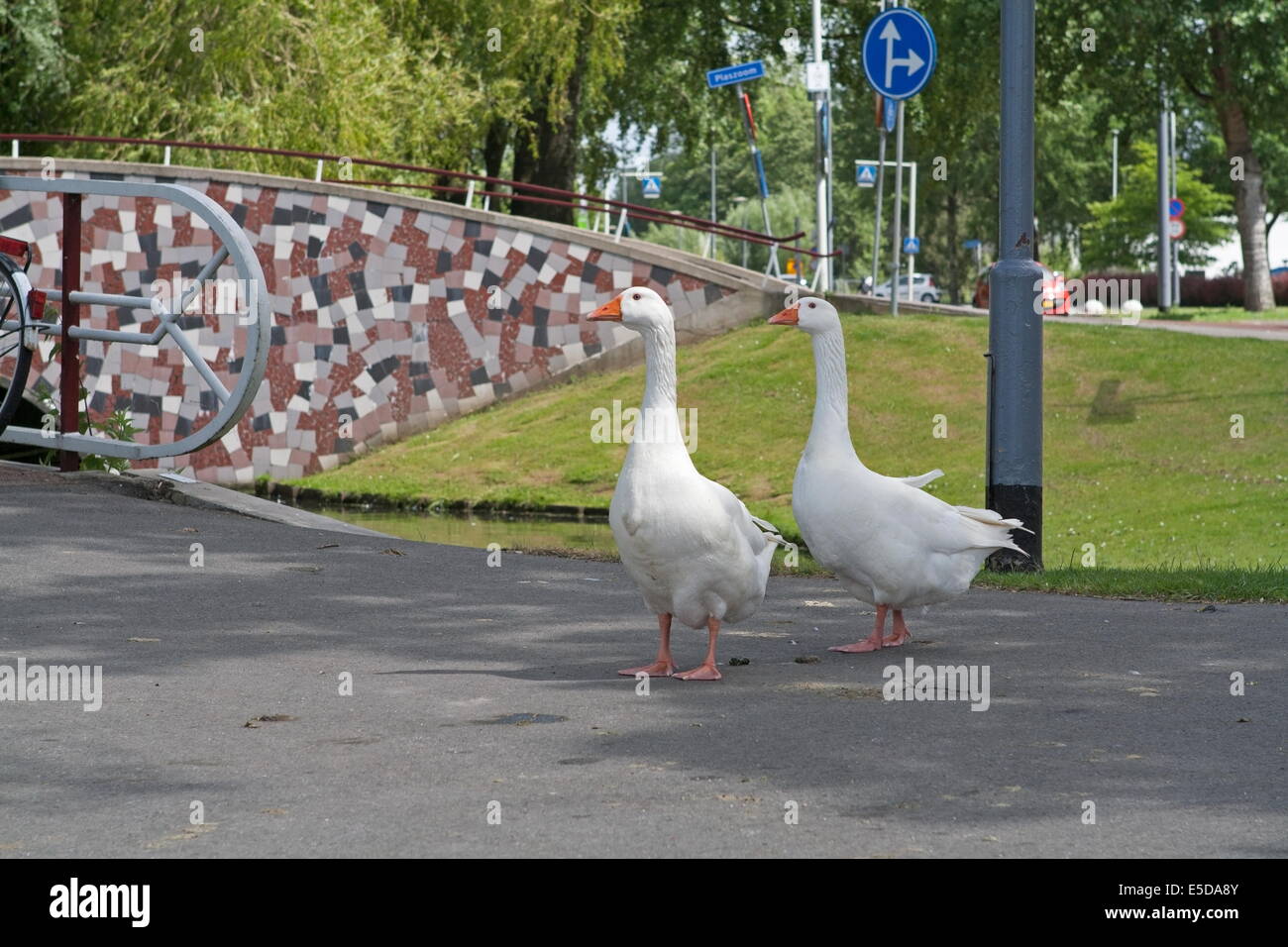 15. Juni 2013: Rotterdam, Niederlande - Gänse wandern in Rotterdam Stockfoto