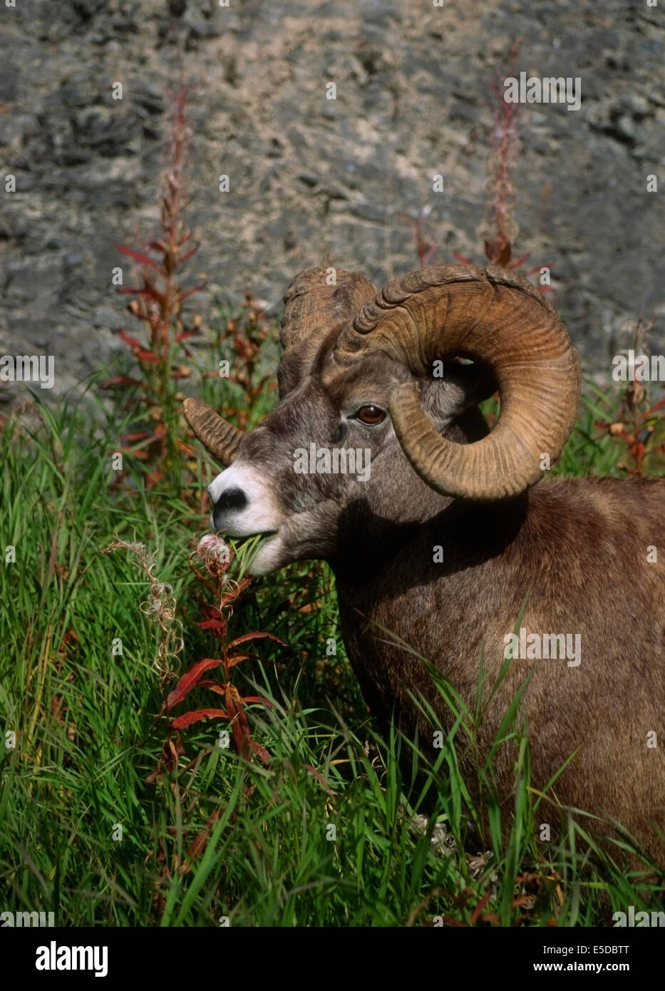 Big Horn Ram (Orvis Canadensis) Weiden Gräser im Baniff National Park, Alberta Kanada Stockfoto