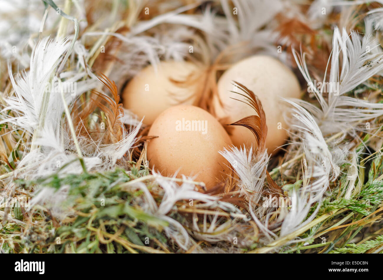 Drei braunen Eiern im nest Stockfoto