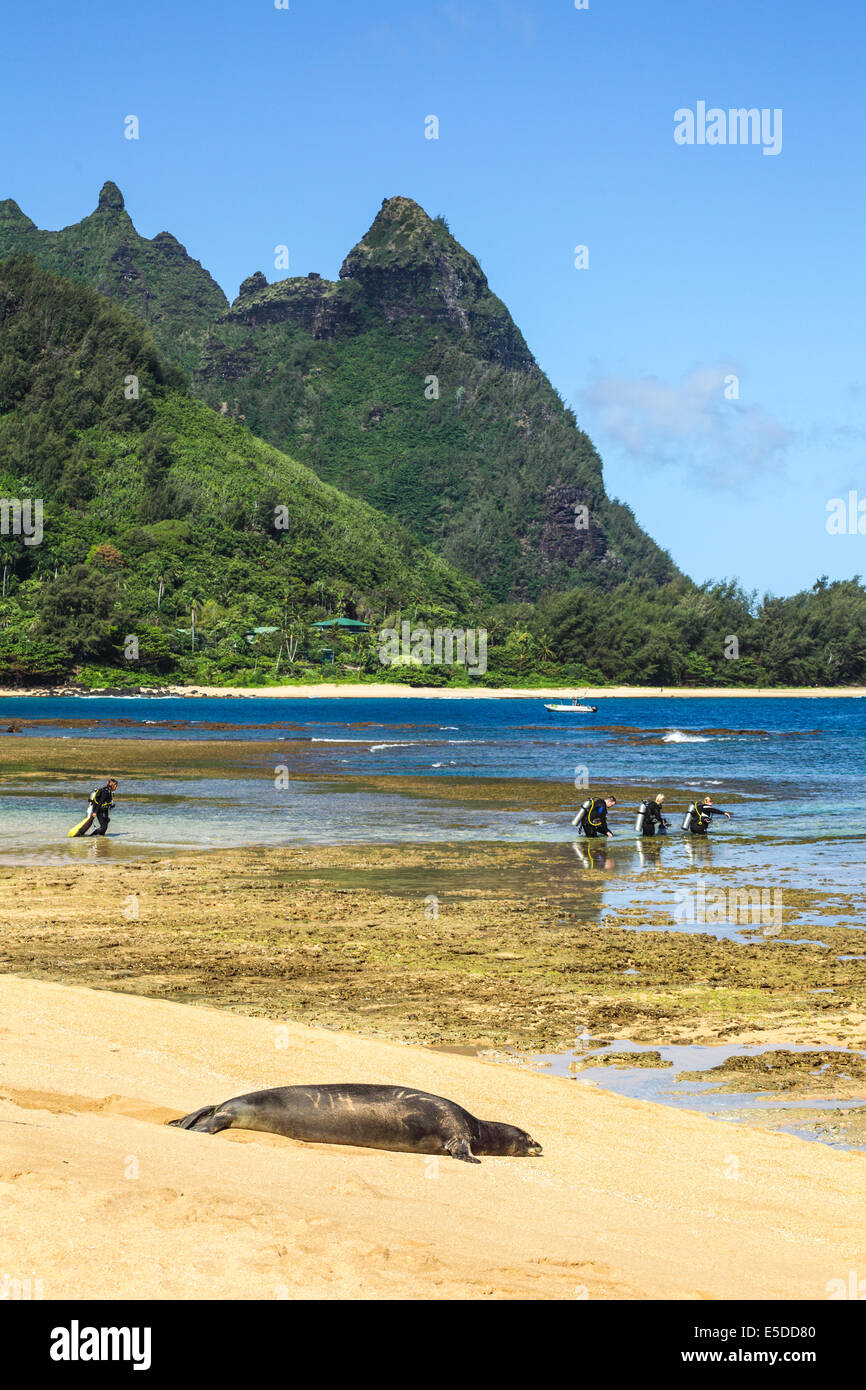 Hawaiianische Mönchsrobbe ruht im Tunnel Beach auf Kauai während Taucher gehen Sie zum Meer Stockfoto
