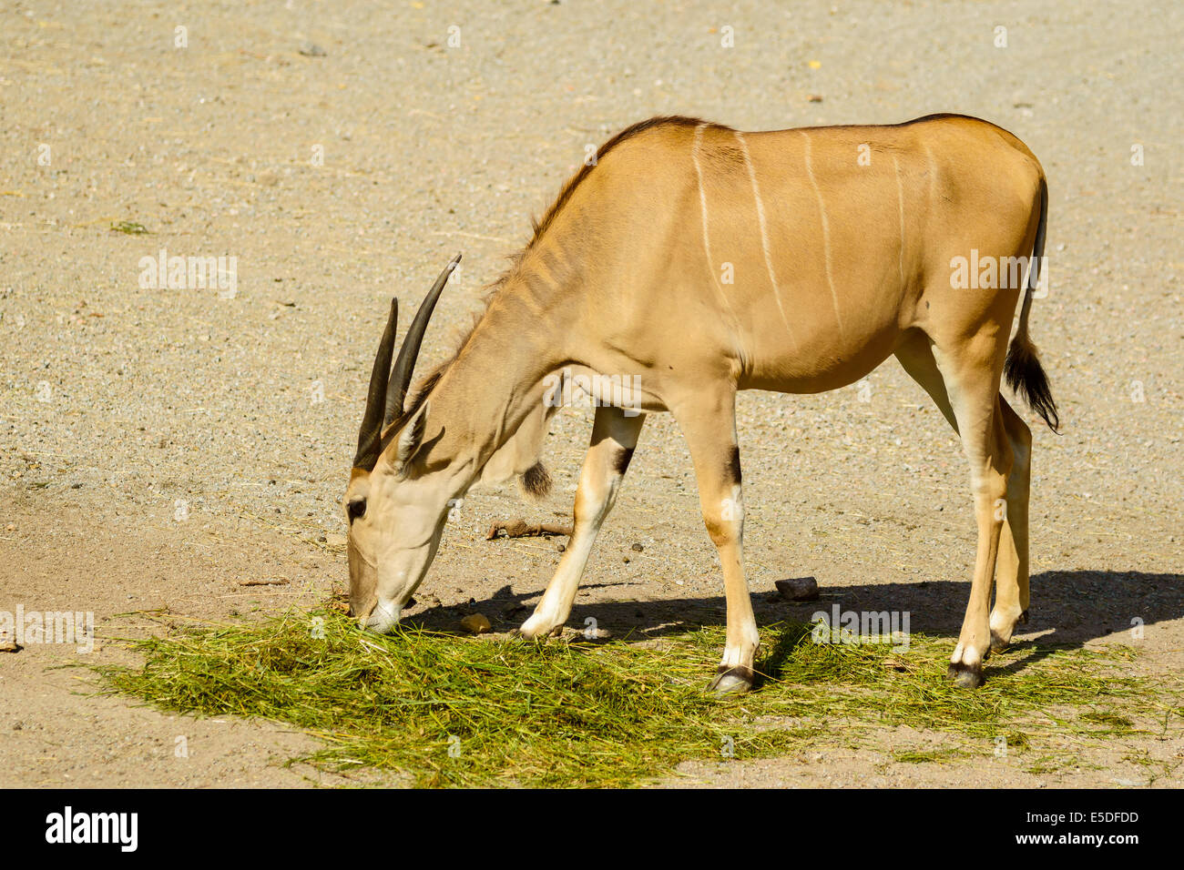 Eine gemeinsame Eland, Tauro Oryx, Fütterung auf dem Rasen. Auch bekannt als südlichen Eland oder Eland-Antilopen. Stockfoto