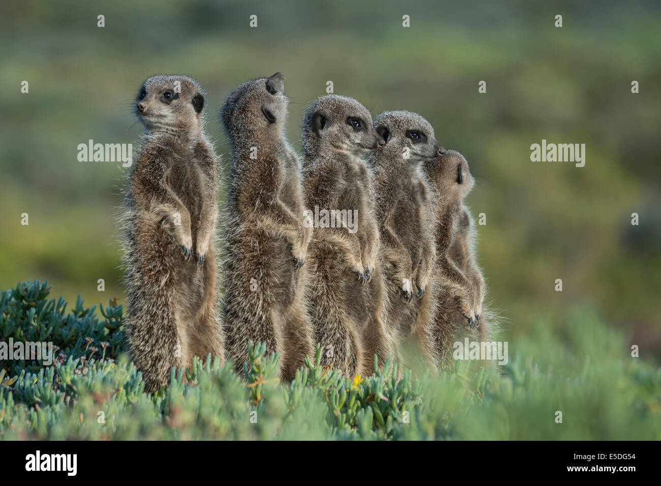 Gruppe von Erdmännchen (Suricata Suricatta), ein Blick nach oben, kleine Karoo, Western Cape, Südafrika Stockfoto