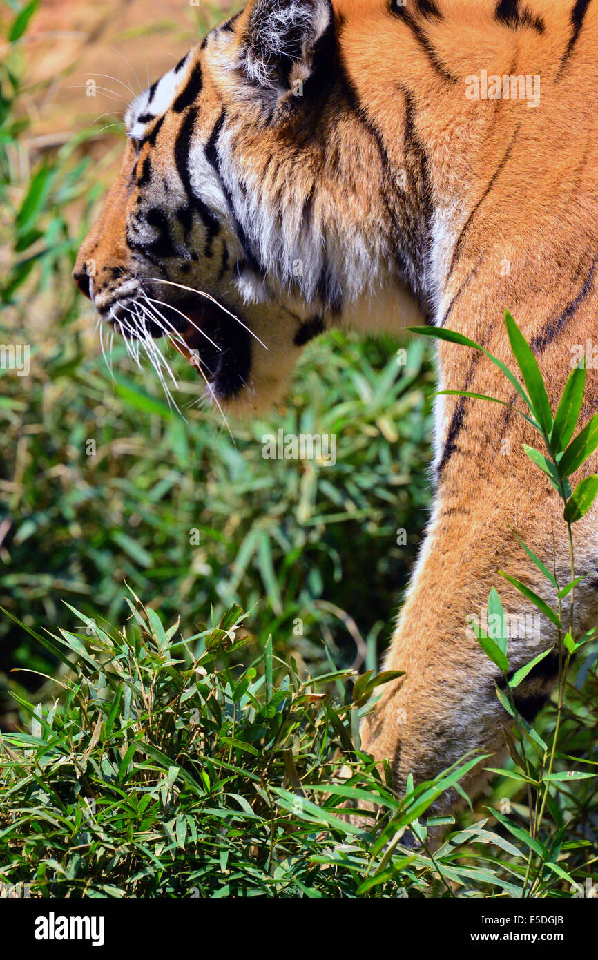 Sibirischer Tiger = Panthera Tigris Altaica Stockfoto