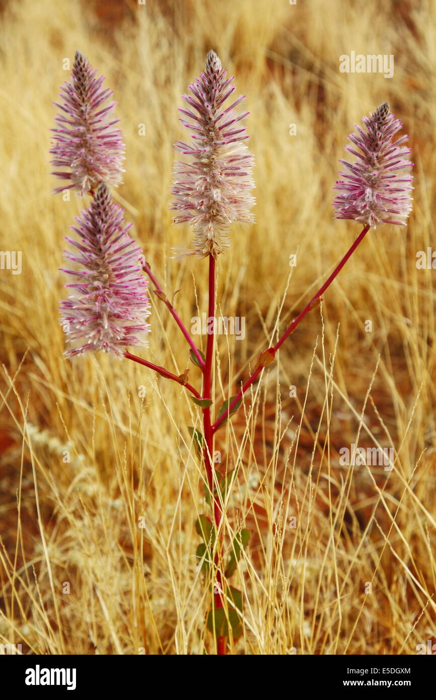 Australischen einheimischen Wildblumen - Mulla Mulla - in voller Blüte im Outback. Stockfoto