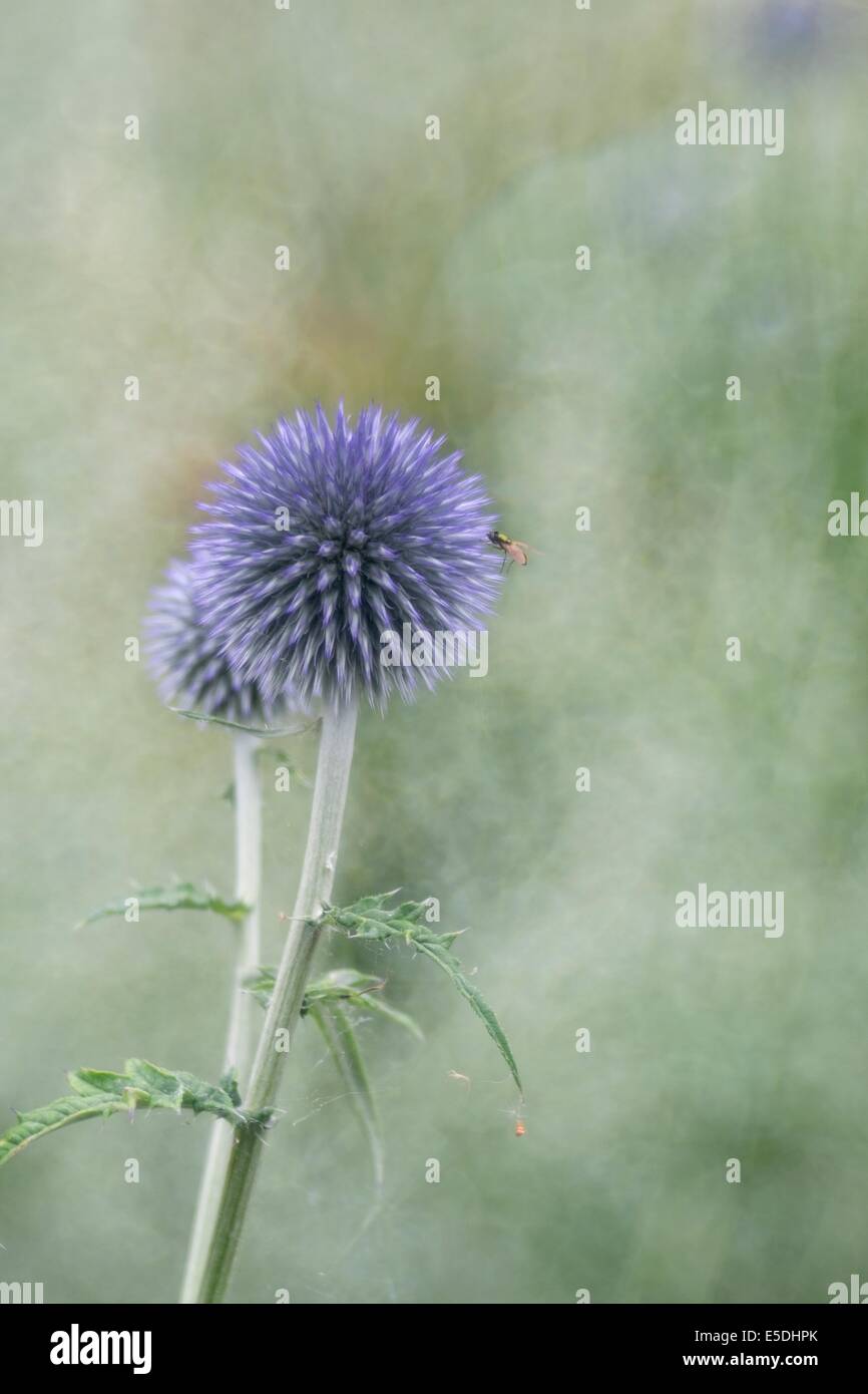 Zwei Globus Disteln, Echinops Stockfoto