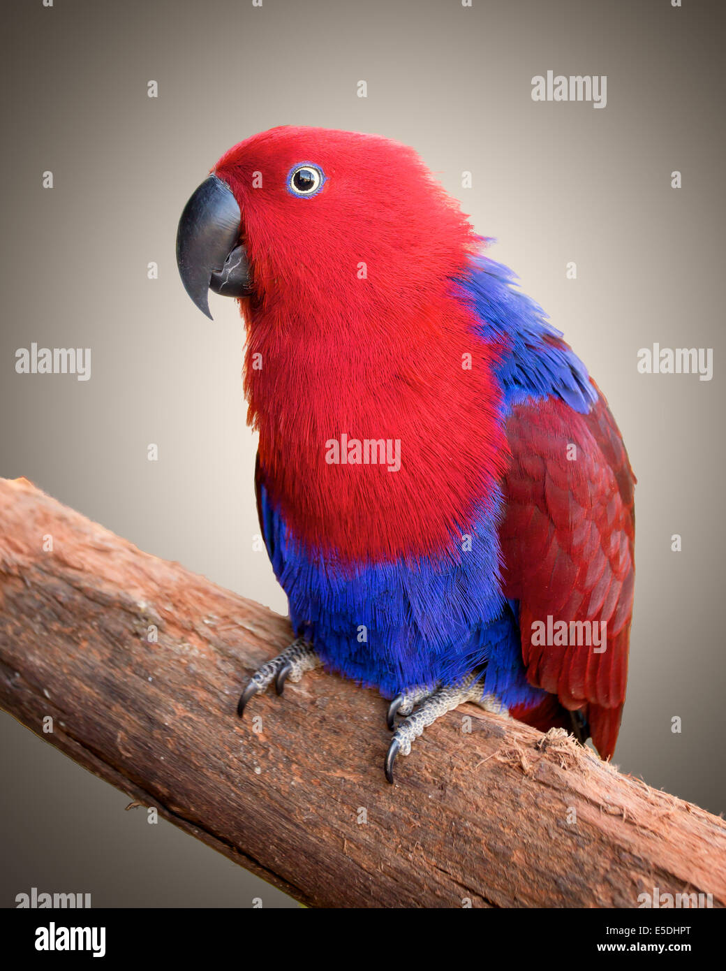 Ein Ecelectus Papagei auf einem Ast, mit einem einfarbigen Hintergrund Stockfoto