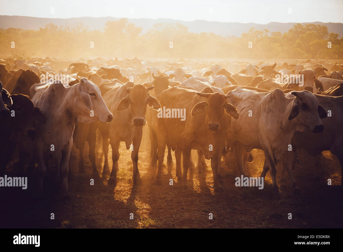 Australien, Western Australia, Australian Cattle auf einem Bauernhof Stockfoto