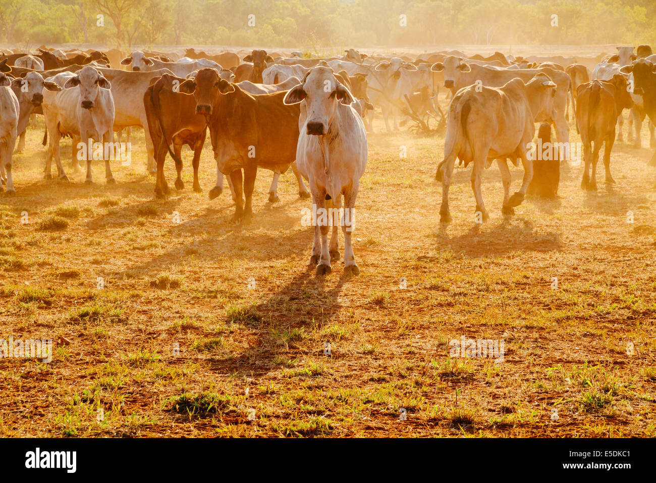 Australien, Western Australia, Australian Cattle auf einem Bauernhof Stockfoto