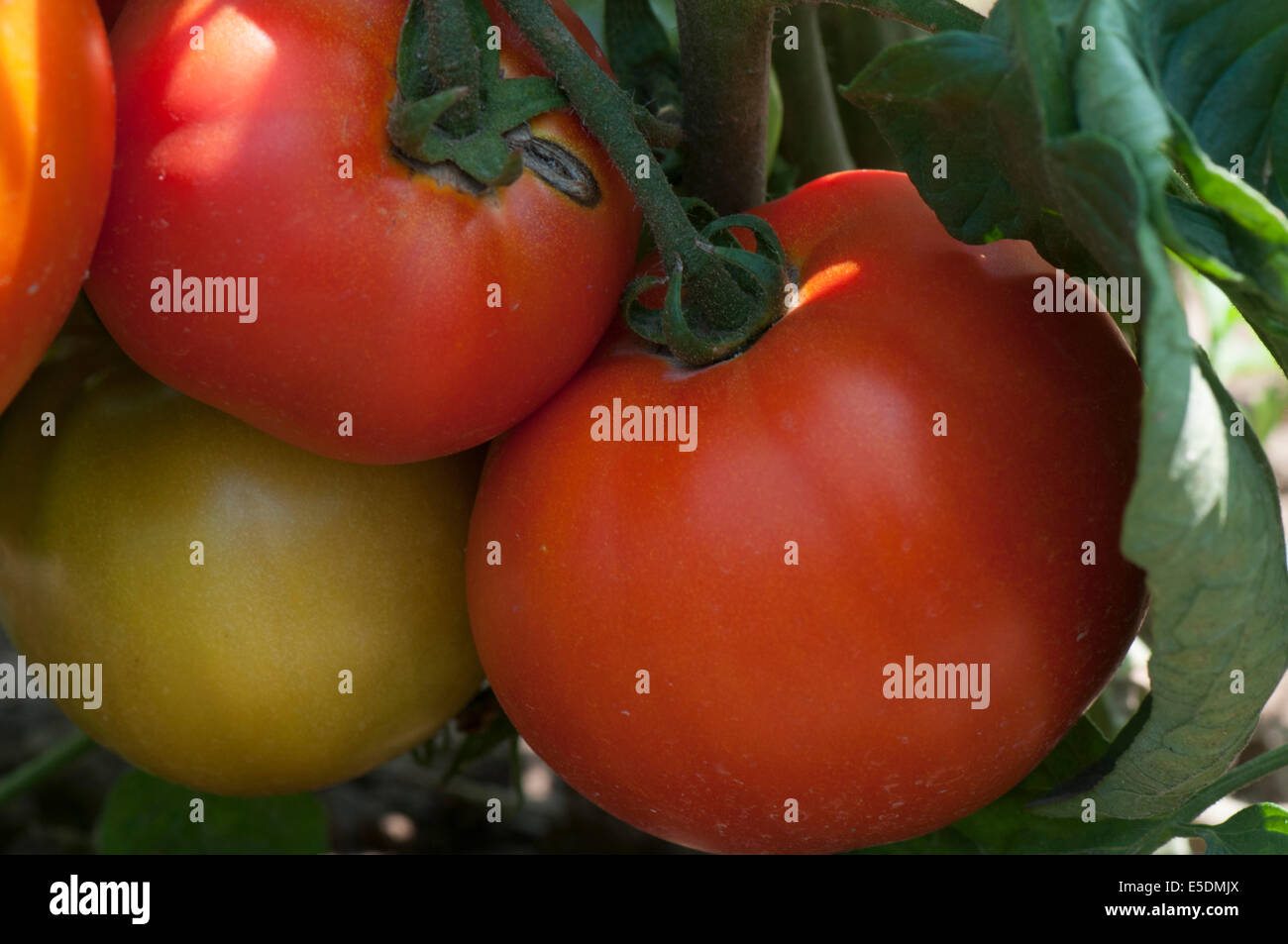 Reife Tomaten am Rebstock. Stockfoto