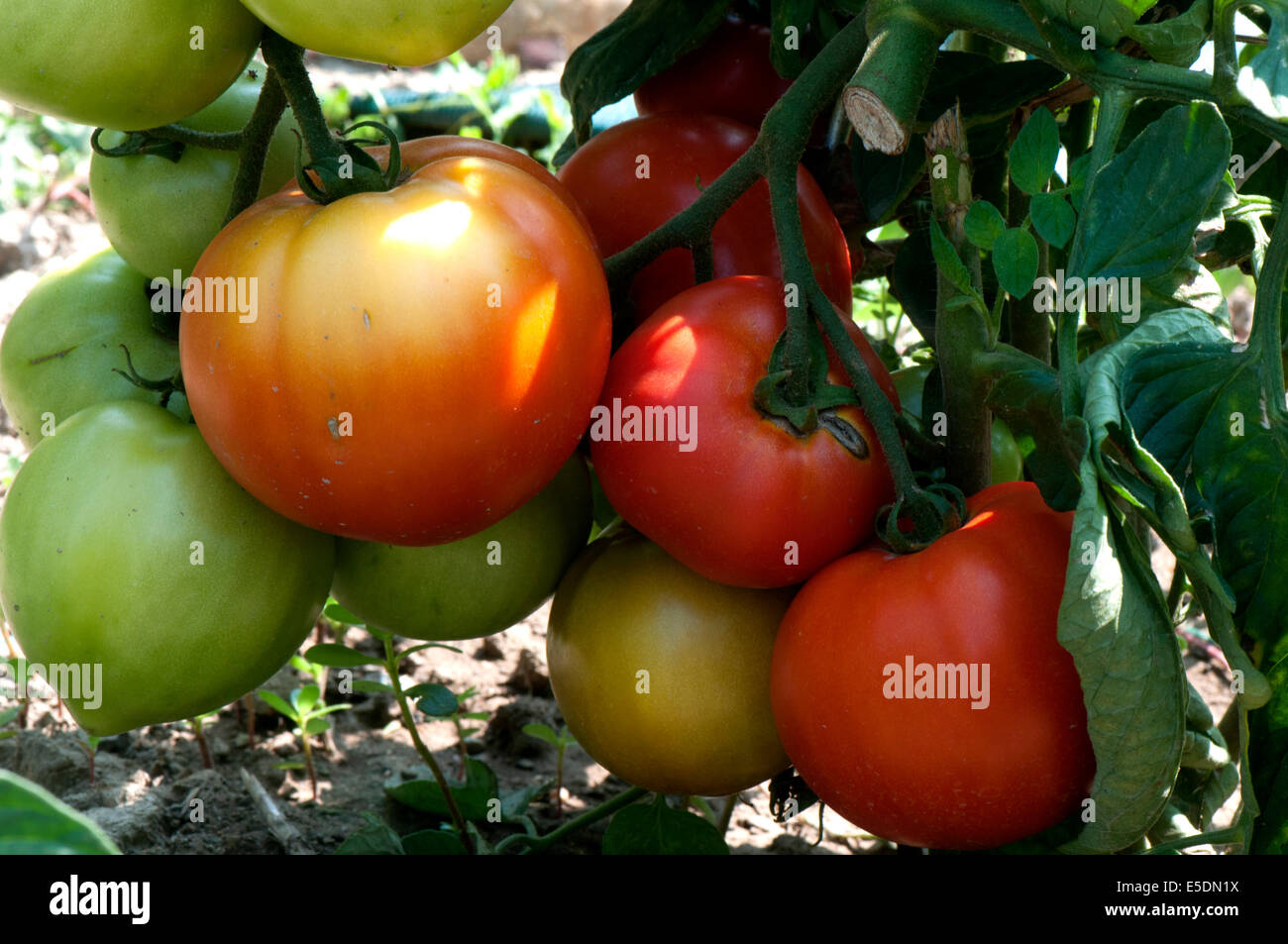 Haufen von zu Hause am Rebstock reifen Tomaten. Stockfoto