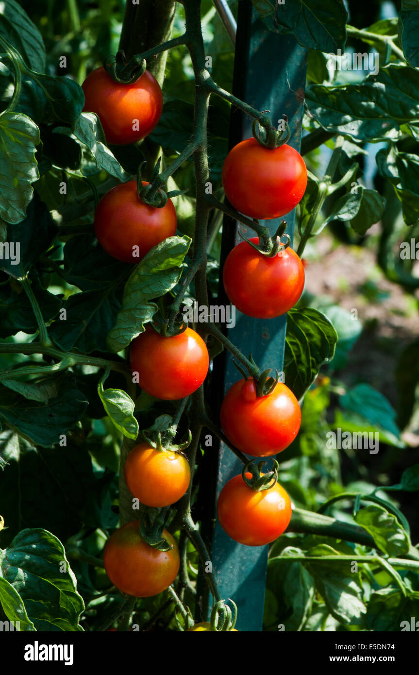 Kirschtomaten, die auf der Weinrebe wachsen, Nahaufnahme Stockfoto