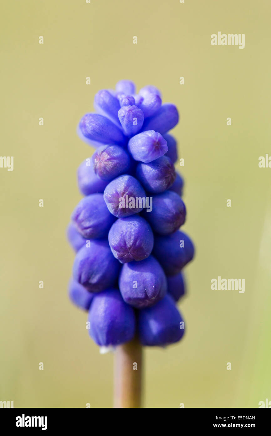 Deutschland, Hessen, Doernberg, Blüte Muscari neglectum Stockfoto