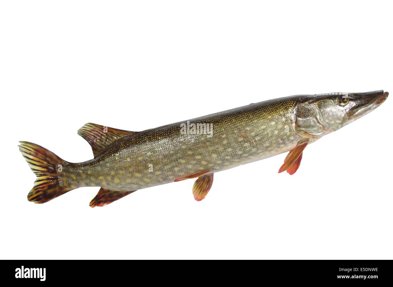 lange Hecht auf weißem Hintergrund Stockfoto