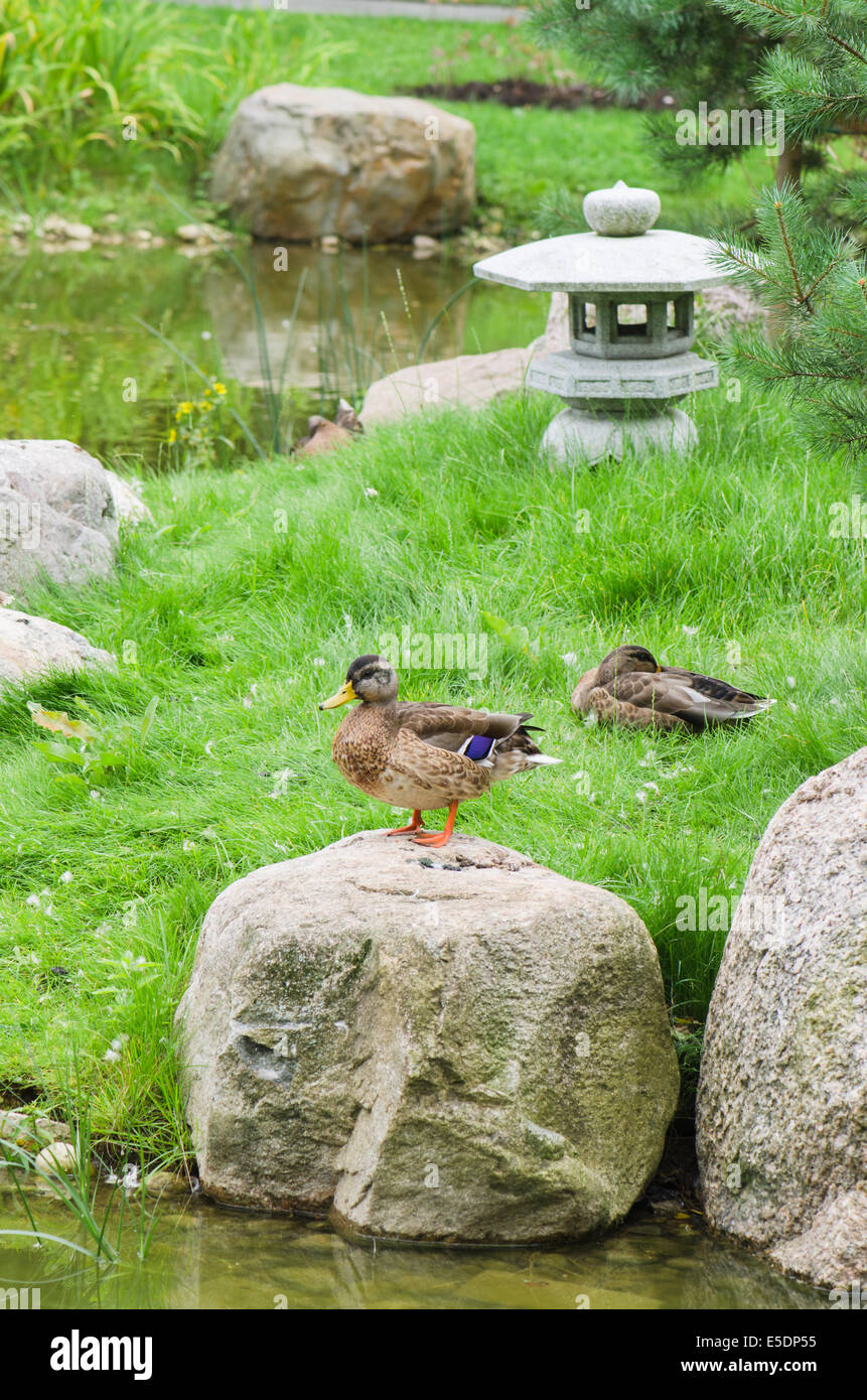 Enten in einem Teich im japanischen Stil Stockfoto
