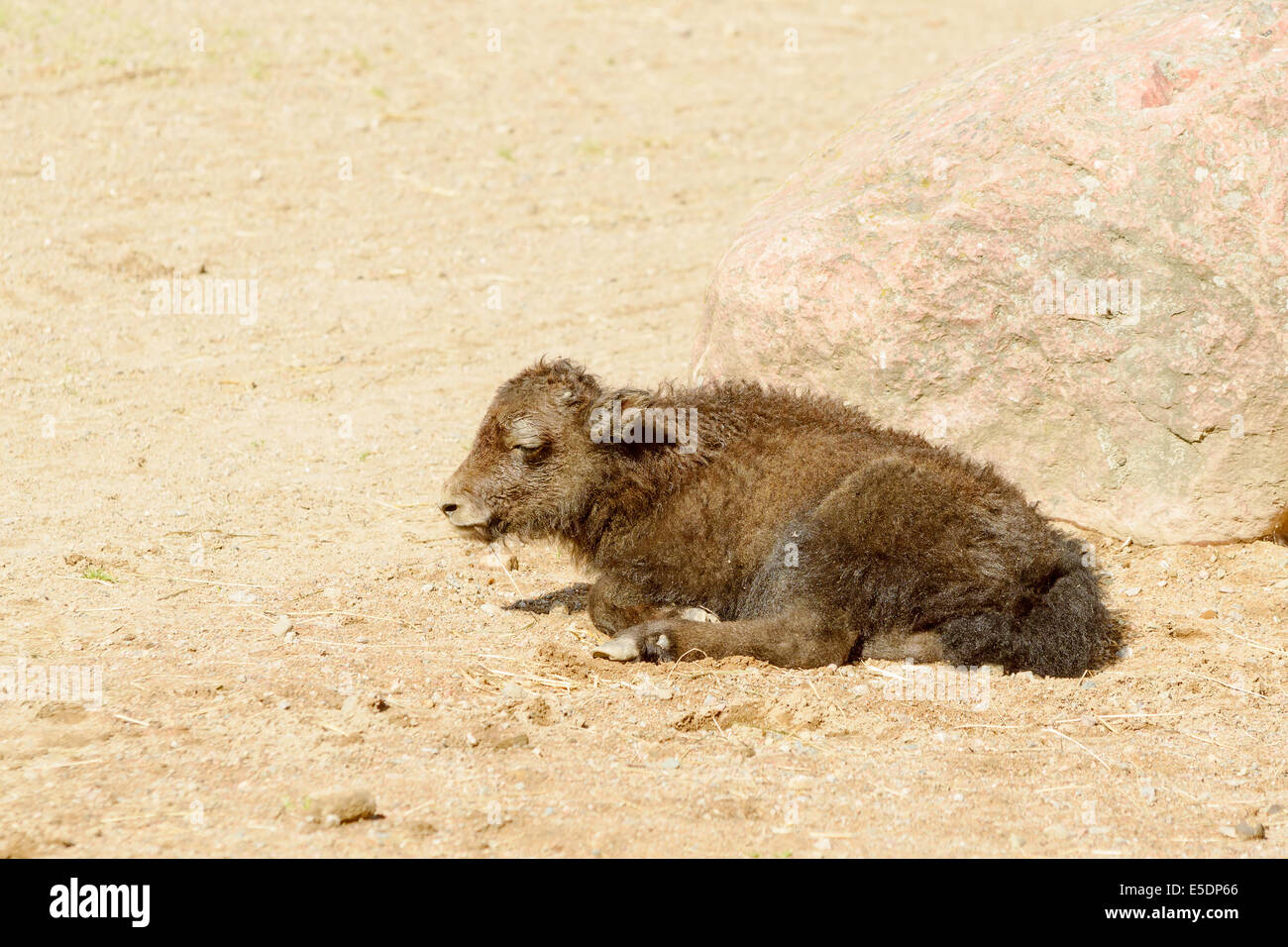 Yak, Bos Grunniens, kleines Baby Tier ruht vor Stein im Sand. Stockfoto