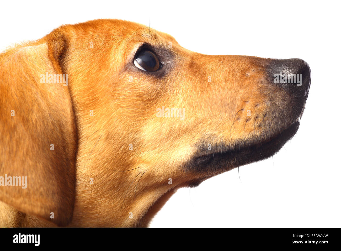 Dackel-Welpen auf einem weißen Hintergrund isoliert Stockfoto