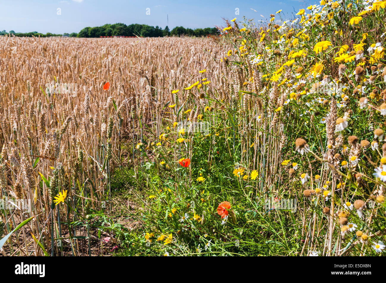 Wildblumen wachsen am Rand eines Feldes fast reif Mais Stockfoto