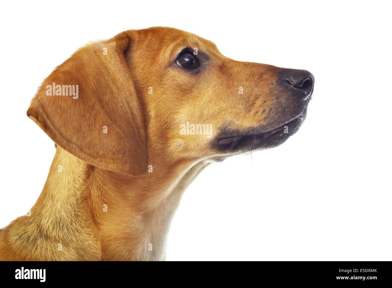 Dackel-Welpen auf einem weißen Hintergrund isoliert Stockfoto