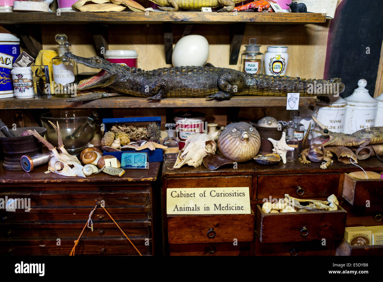 Wunderkammer: Tiere in der Medizin. Das Old Operating Theatre Museum und Kraut Garret ist ein Museum für chirurgische Geschichte Stockfoto