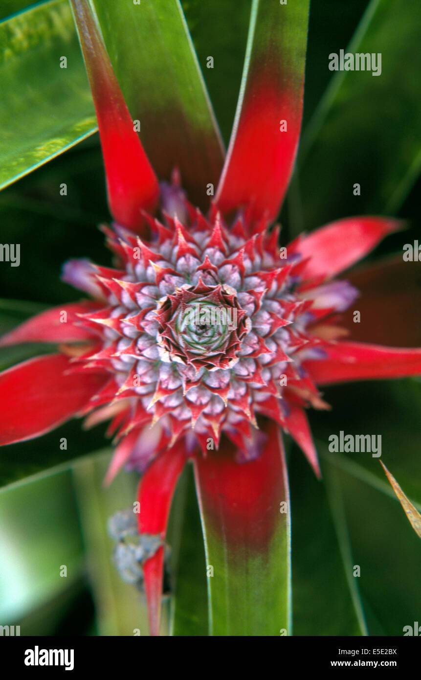 Nahaufnahme eines wilden Ananas in seiner ursprünglichen natürlichen Heimat im Amazonas Regenwald von Brasilien wachsenden Schuß von oben Stockfoto