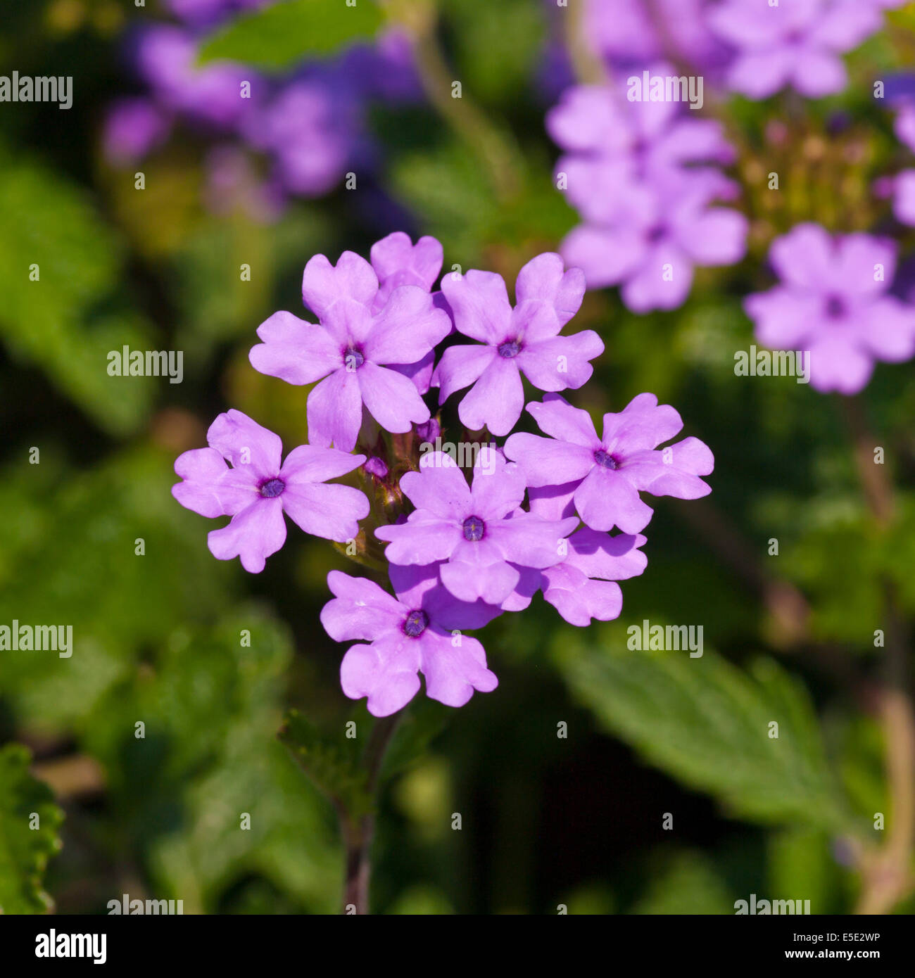 Violety Verbenen Eisenkraut la France Stockfoto