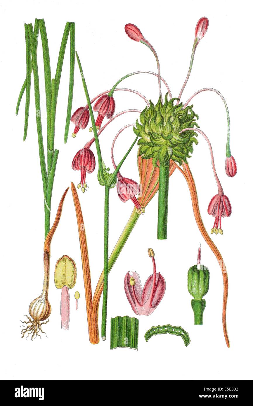 Gekielte Knoblauch, Allium carinatum Stockfoto