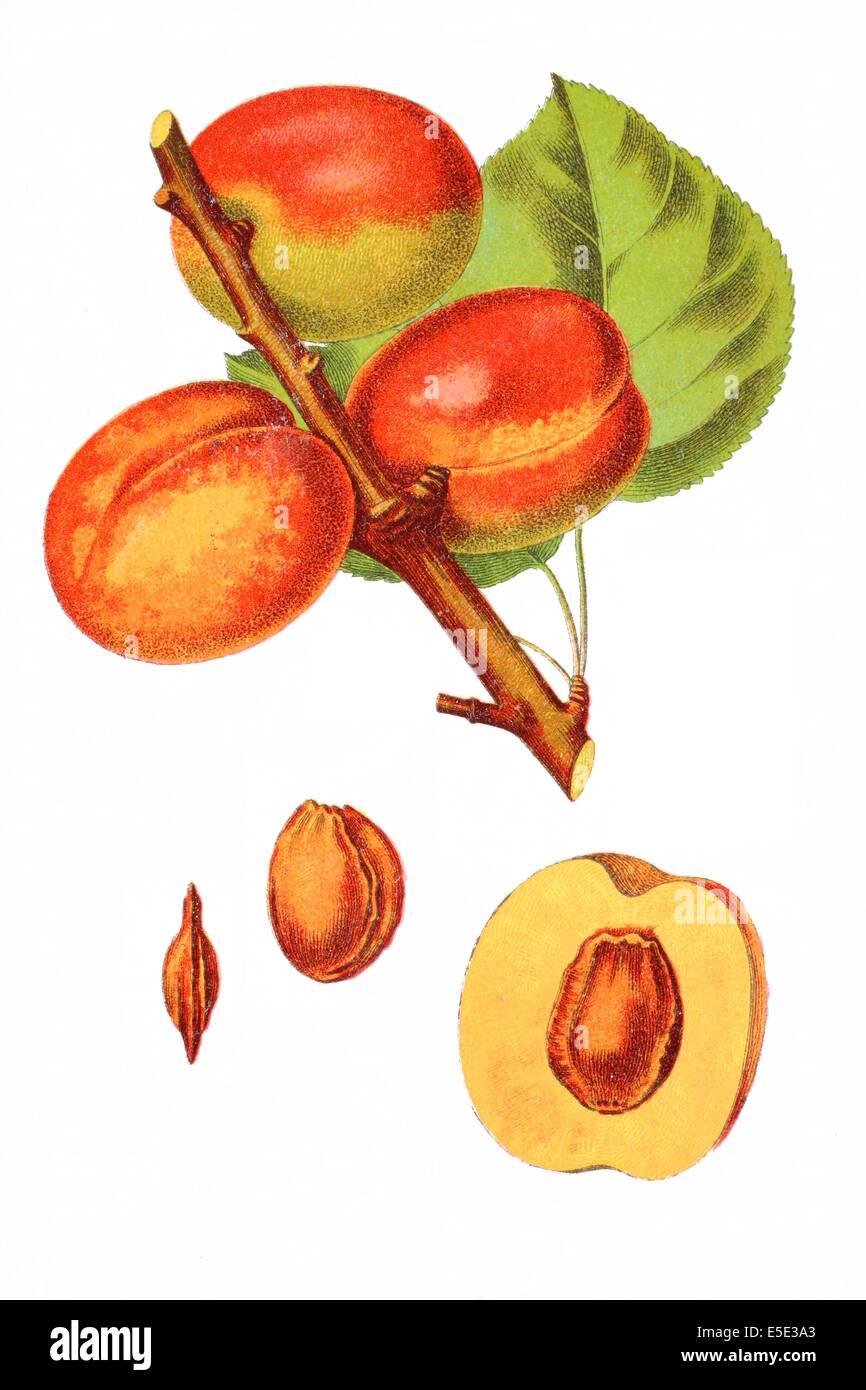 Amerikanische Pflaume, wilde Pflaume, Prunus americana Stockfoto