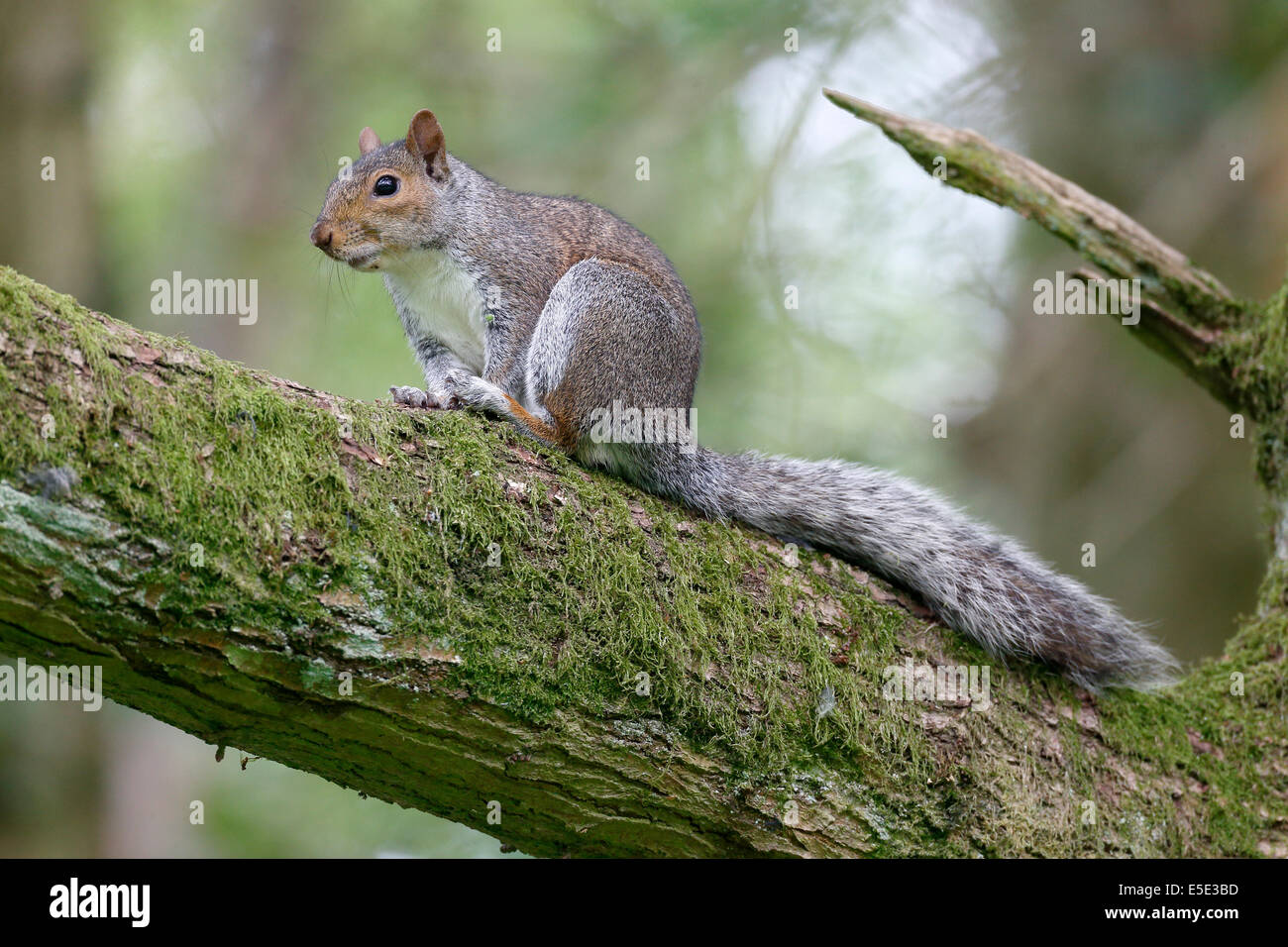 Graue Eichhörnchen, Sciurus Carolinensis, einziges Säugetier auf Ast, Warwickshire, Mai 2014 Stockfoto