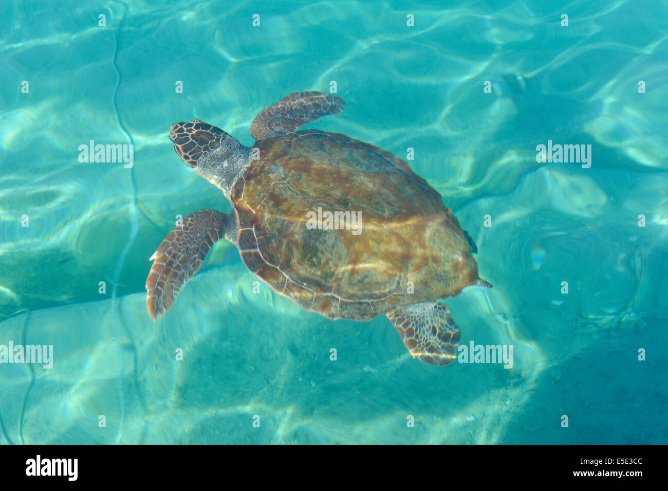 Wilde Caretta-Caretta Meeresschildkröten in Loutro Bucht, Crete Stockfoto