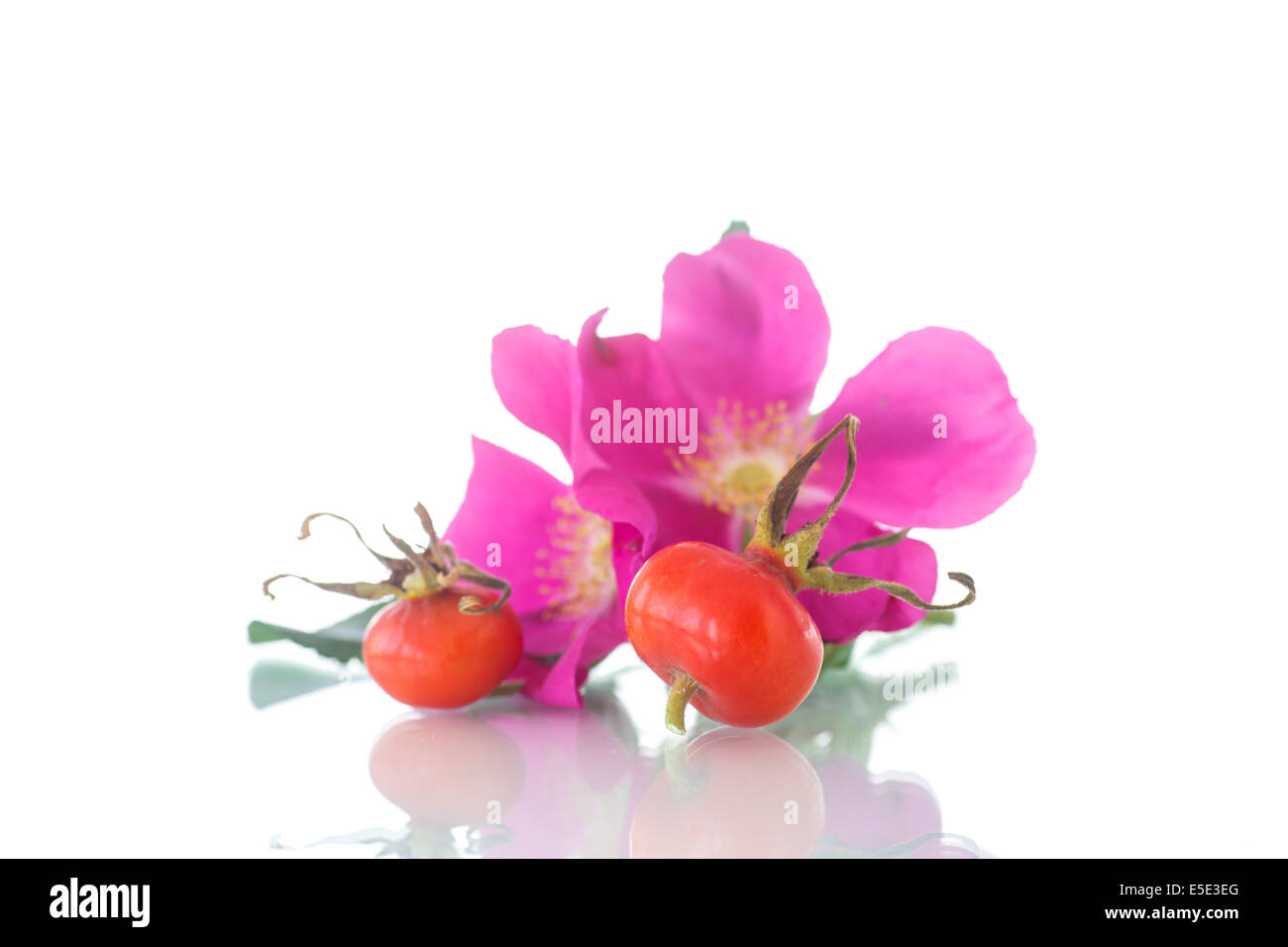 Früchte und Blüten der Wildrose auf weißem Hintergrund Stockfoto