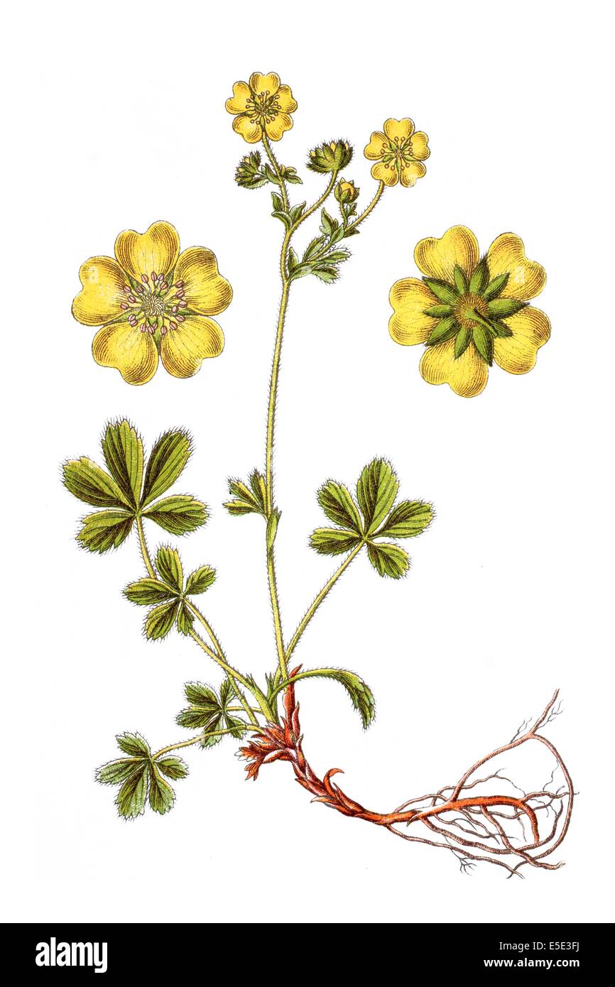 Gelbe Zwerg-Fingerkraut, Potentilla aurea Stockfoto Gelbe Zwerg-Fingerkraut, Potentilla aurea Stockfoto