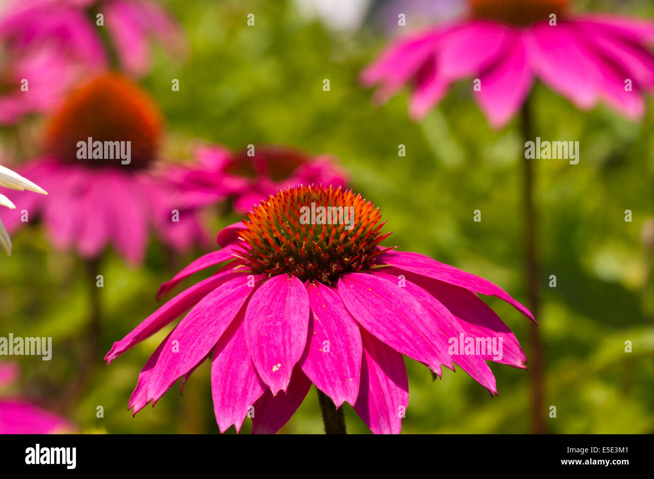 Rosa Echinacea Powwow allgemein bekannt als Sonnenhut Stockfoto